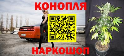 крисы Новозыбков